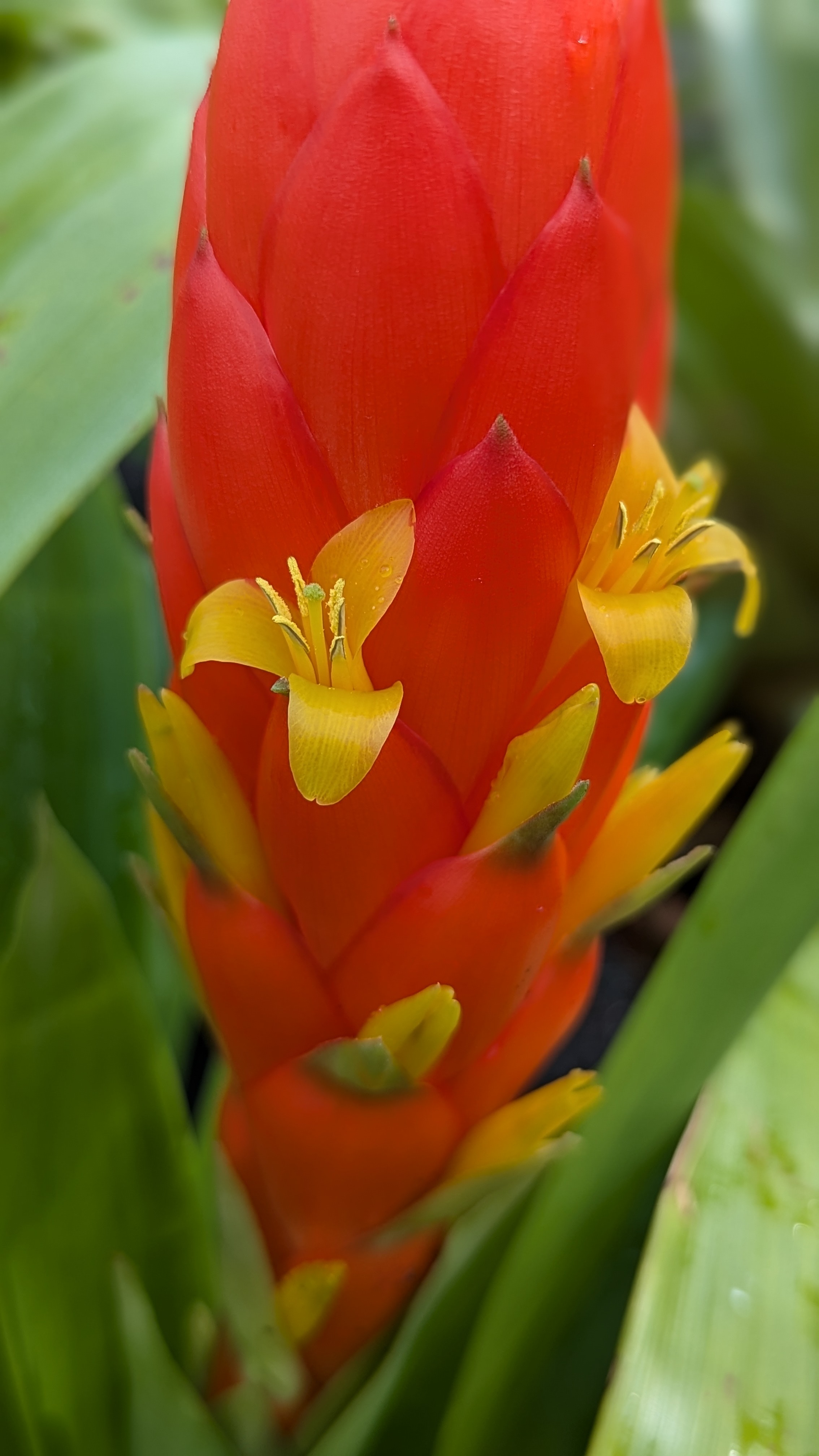 preview Guzmania berteroniana (Schultes f.) Mez